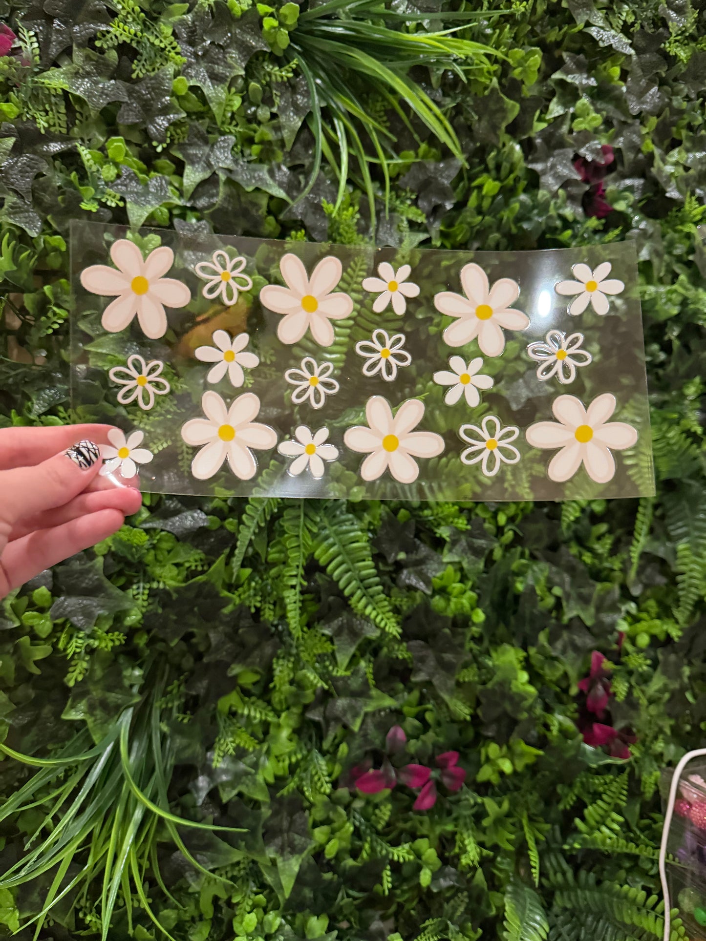 White Daises